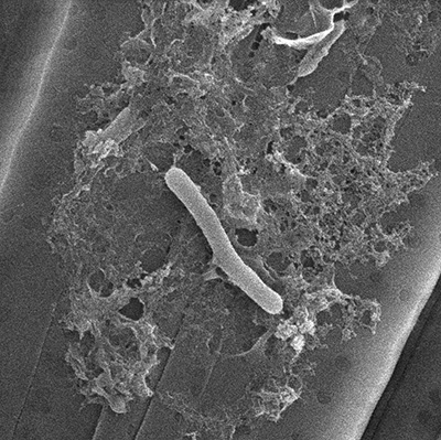 bacteroidetes-400.jpg