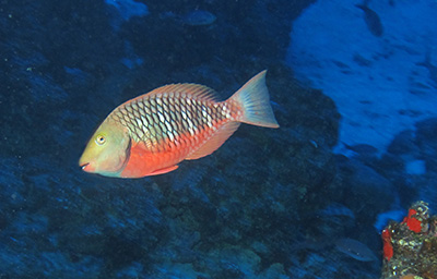 reef parrotfish
