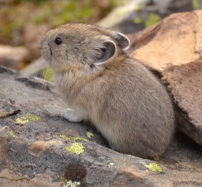 American pika disappears from large area of California's Sierra Nevada  mountains