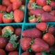 strawberry_thumb.jpg