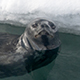 weddell-seal-thumb.jpg
