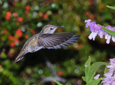 hummingbird-400.jpg