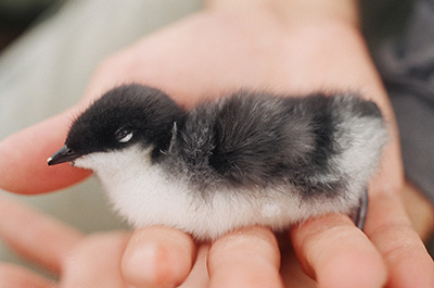 Scripps murrelet chick in palm of hand