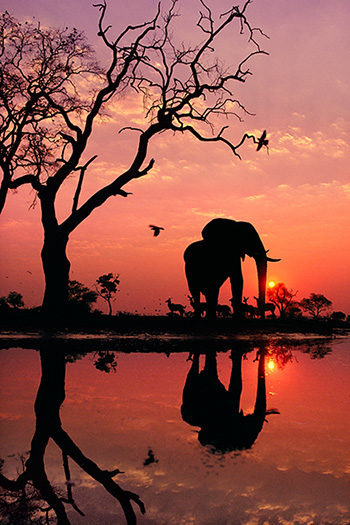 elephant silhouetted by sunset