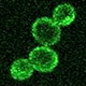 yeast-cells-thumb.jpg