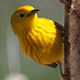 yellow-warbler-thumb.jpg