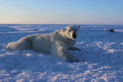 polar-bear-collar-410.jpg