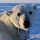 polar-bear-thumb.jpg