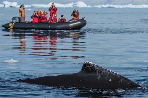 The fin of a tagged whale viewed by researchers in a raft.