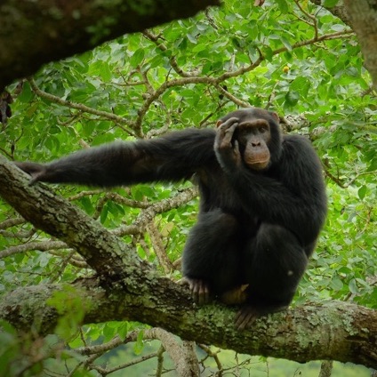 Photo of a chimpanzee in the forest
