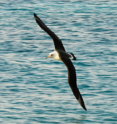 laysan-albatross-375.jpg