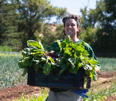 Photo of apprentice carrying freshly harvested produce on the UCSC Farm