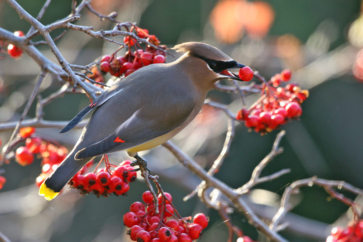 Cedar Waxwing feasts on seasonal berries 1 by Bruce Lyon