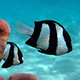 fish-coral-thumb.jpg