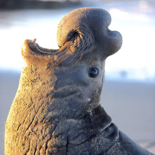 elephant-seal-500px.jpg