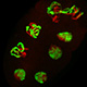 embryos2-thumb.jpg