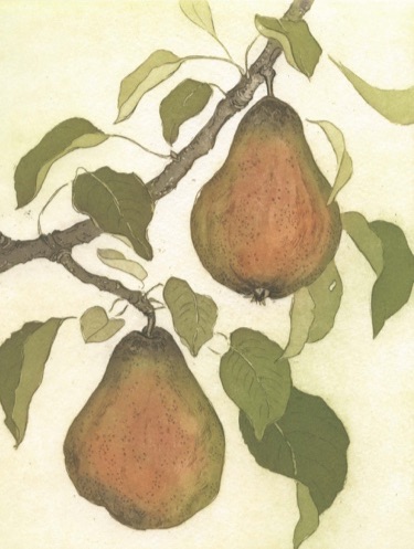 An etching of pears by Stephanie Martin that appears in the book