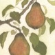 pears_80.jpg