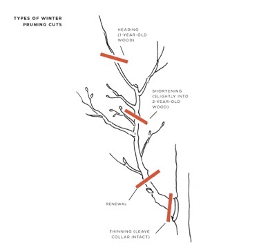 An illustration of pruning cuts that appears in the new book
