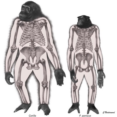Illustration comparing the size and skeletons of a gorilla and a chimpanzee 