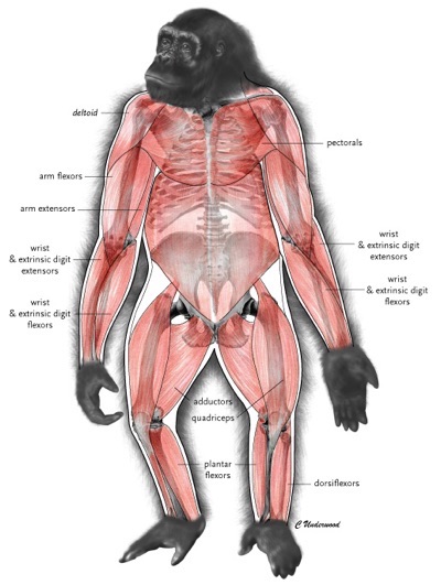 Illustration showing the skeleton and muscle overlay of an adult female gorilla