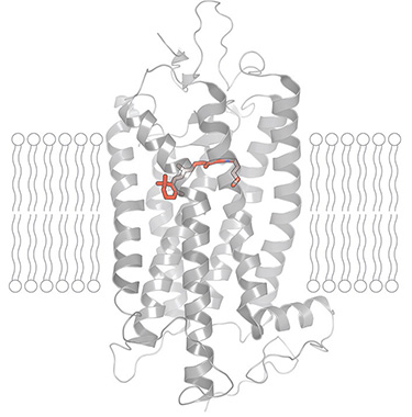 rhodopsin molecule