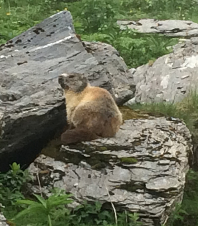 alpine-marmot-400.jpg