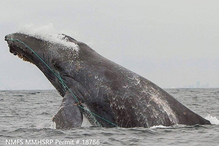 entangled whale
