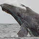 entangled-whale-thumb.jpg