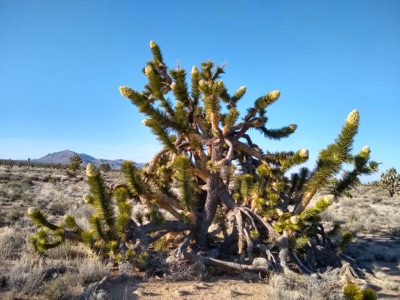 Photo of Joshua tree