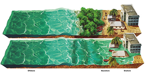 mangrove-diagram-500.jpg