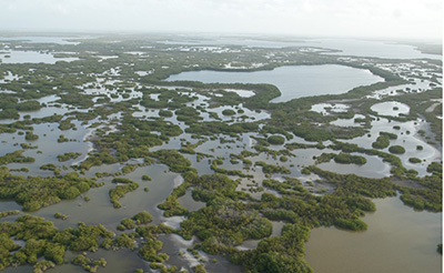 aerial view of mangrove forest