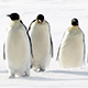 penguins-thumb.jpg