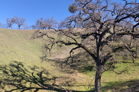 hills with oaks