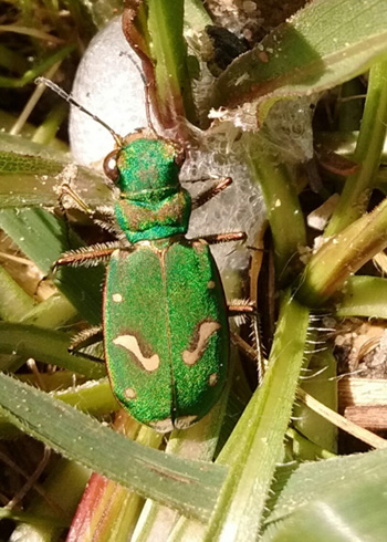 adult-beetle-350.jpg