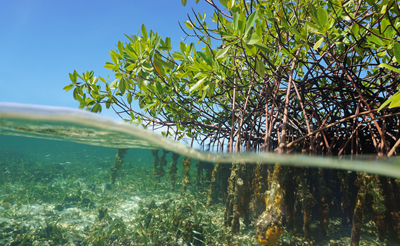 mangroves-400.jpg