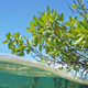 mangroves-thumb.jpg