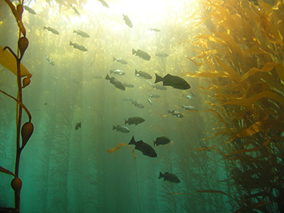 kelp-forest-400.jpg