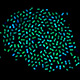 bacteria-bluegreen-thumb.jpg