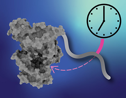 atomic structure of clock proteins