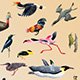 images of birds