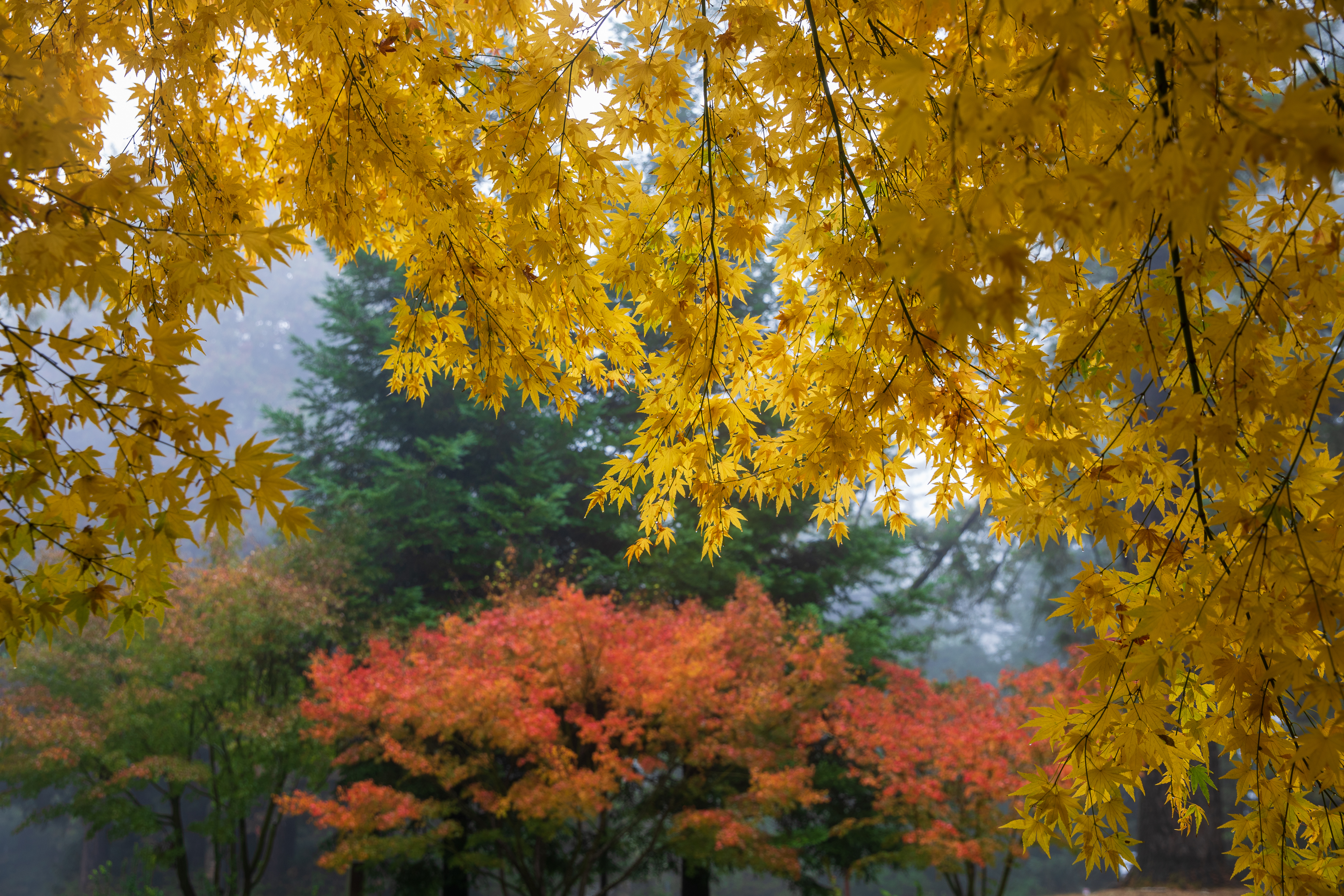 fall-colors-cl-005.jpg