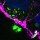 microscope image of fluorescently labeled cells
