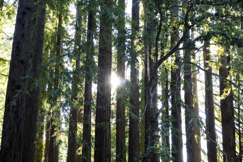 redwoods-500px.jpg