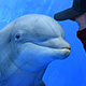 dolphin-beau-thumb.jpg