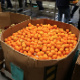oranges-food-fund-80.jpg