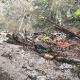 big-creek-logs-80.jpg