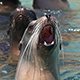 sea-lions-thumb.jpg