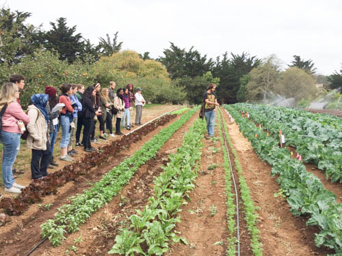 Students learn in a field at the UCSC Farm