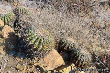A short, squat and spiny coastal barrel cactus among rocks in a dry natural landscape